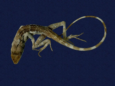 ƦƪԤBǦWG<em>Japalura swinhonis</em><br>W١G廨kh<br>^W١GSwinhoes tree lizard