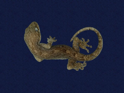 ƦƪԤBǦWG<em>Gekko hokouensis</em><br>W١Guc<br>^W١GHekou's gecko