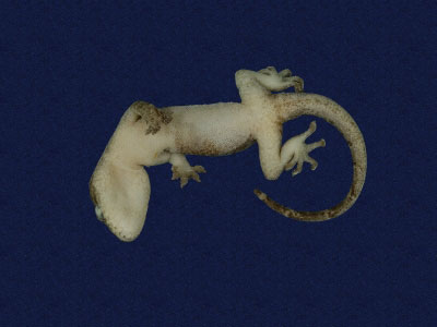 ƦƪԤBǦWG<em>Gekko hokouensis</em><br>W١Guc<br>^W١GHekou's gecko