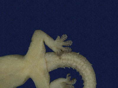 ƦƪԤBǦWG<em>Hemidactylus frenatus</em><br>W١G粪<br>^W١GCommon house gecko