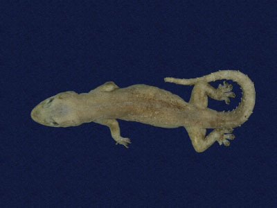 ƦƪԤBǦWG<em>Hemidactylus frenatus</em><br>W١G粪<br>^W١GCommon house gecko