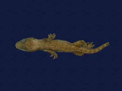 ƦƪԤBǦWG<em>Hemidactylus frenatus</em><br>W١G粪<br>^W١GCommon house gecko