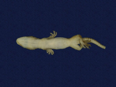 ƦƪԤBǦWG<em>Hemidactylus frenatus</em><br>W١G粪<br>^W١GCommon house gecko