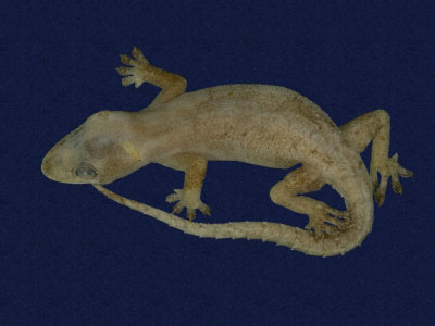 ƦƪԤBǦWG<em>Hemidactylus frenatus</em><br>W١G粪<br>^W١GCommon house gecko