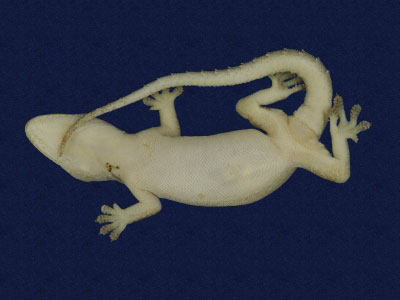 ƦƪԤBǦWG<em>Hemidactylus frenatus</em><br>W١G粪<br>^W١GCommon house gecko