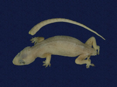 ƦƪԤBǦWG<em>Hemidactylus frenatus</em><br>W١G粪<br>^W١GCommon house gecko