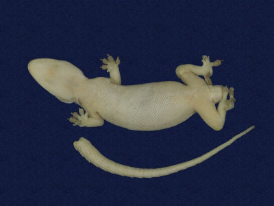 ƦƪԤBǦWG<em>Hemidactylus frenatus</em><br>W١G粪<br>^W١GCommon house gecko