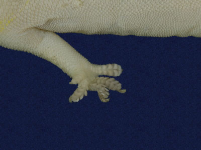 ƦƪԤBǦWG<em>Hemidactylus frenatus</em><br>W١G粪<br>^W١GCommon house gecko