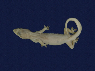 ƦƪԤBǦWG<em>Hemidactylus frenatus</em><br>W١G粪<br>^W١GCommon house gecko