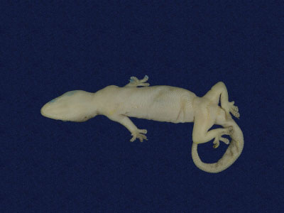 ƦƪԤBǦWG<em>Hemidactylus frenatus</em><br>W١G粪<br>^W١GCommon house gecko