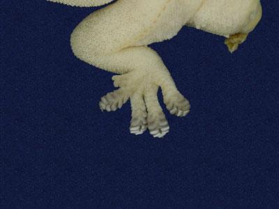 ƦƪԤBǦWG<em>Hemidactylus frenatus</em><br>W١G粪<br>^W١GCommon house gecko