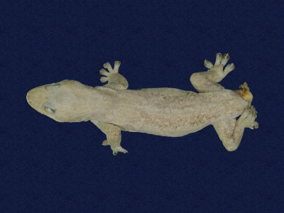 ƦƪԤBǦWG<em>Hemidactylus frenatus</em><br>W١G粪<br>^W١GCommon house gecko