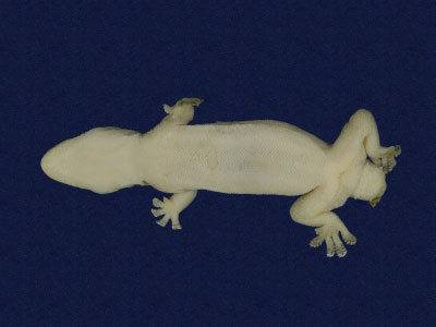 ƦƪԤBǦWG<em>Hemidactylus frenatus</em><br>W١G粪<br>^W١GCommon house gecko