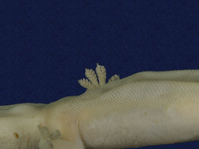 ƦƪԤBǦWG<em>Hemidactylus frenatus</em><br>W١G粪<br>^W١GCommon house gecko