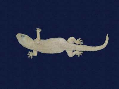 ƦƪԤBǦWG<em>Hemidactylus frenatus</em><br>W١G粪<br>^W١GCommon house gecko