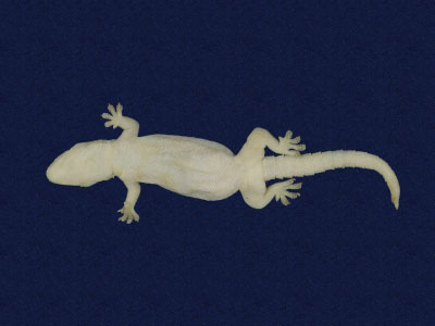 ƦƪԤBǦWG<em>Hemidactylus frenatus</em><br>W١G粪<br>^W١GCommon house gecko