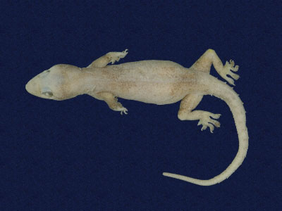 ƦƪԤBǦWG<em>Hemidactylus frenatus</em><br>W١G粪<br>^W١GCommon house gecko