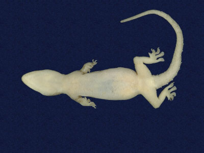 ƦƪԤBǦWG<em>Hemidactylus frenatus</em><br>W١G粪<br>^W١GCommon house gecko