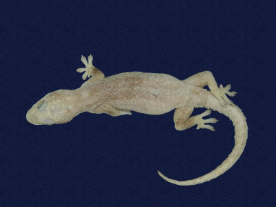 ƦƪԤBǦWG<em>Hemidactylus frenatus</em><br>W١G粪<br>^W١GCommon house gecko