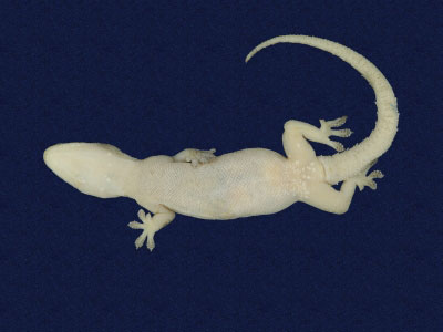 ƦƪԤBǦWG<em>Hemidactylus frenatus</em><br>W١G粪<br>^W١GCommon house gecko