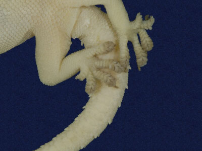 ƦƪԤBǦWG<em>Hemidactylus frenatus</em><br>W١G粪<br>^W١GCommon house gecko