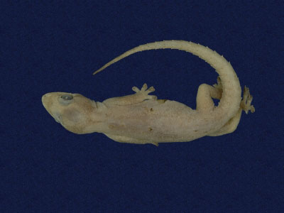 ƦƪԤBǦWG<em>Hemidactylus frenatus</em><br>W١G粪<br>^W١GCommon house gecko