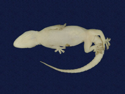 ƦƪԤBǦWG<em>Hemidactylus frenatus</em><br>W١G粪<br>^W١GCommon house gecko