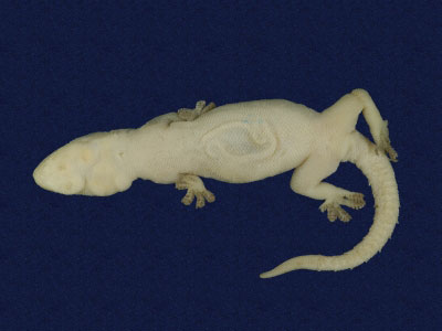 ƦƪԤBǦWG<em>Hemidactylus frenatus</em><br>W١G粪<br>^W١GCommon house gecko