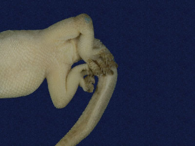 ƦƪԤBǦWG<em>Hemidactylus frenatus</em><br>W١G粪<br>^W١GCommon house gecko