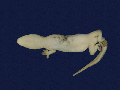 ƦƪԤBǦWG<em>Hemidactylus frenatus</em><br>W١G粪<br>^W١GCommon house gecko