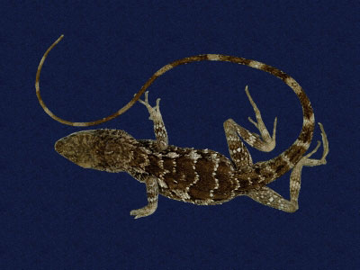 ƦƪԤBǦWG<em>Japalura swinhonis</em><br>W١G廨kh<br>^W١GSwinhoes tree lizard