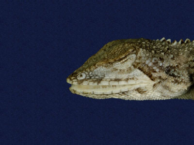 ƦƪԤBǦWG<em>Japalura swinhonis</em><br>W١G廨kh<br>^W١GSwinhoes tree lizard