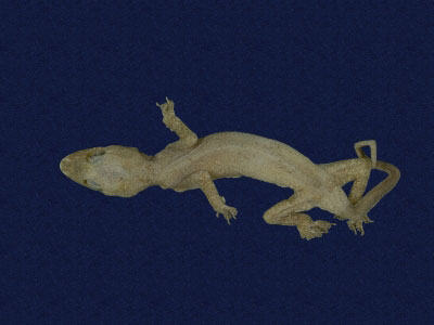 ƦƪԤBǦWG<em>Hemidactylus frenatus</em><br>W١G粪<br>^W١GCommon house gecko