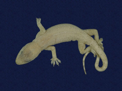 ƦƪԤBǦWG<em>Hemidactylus frenatus</em><br>W١G粪<br>^W١GCommon house gecko