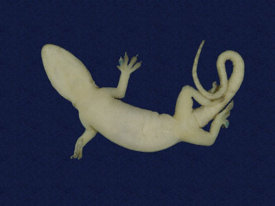 ƦƪԤBǦWG<em>Hemidactylus frenatus</em><br>W١G粪<br>^W١GCommon house gecko