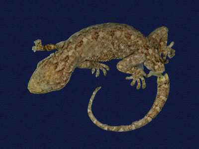 ƦƪԤBǦWG<em>Gekko hokouensis</em><br>W١Guc<br>^W١GHekou's gecko