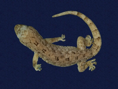 ƦƪԤBǦWG<em>Gekko hokouensis</em><br>W١Guc<br>^W١GHekou's gecko