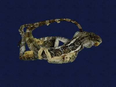 ƦƪԤBǦWG<em>Japalura swinhonis</em><br>W١G廨kh<br>^W١GSwinhoes tree lizard