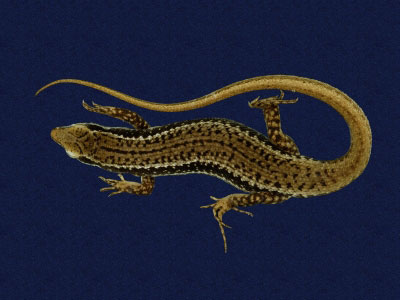 ƦƪԤBǦWG<em>Sphenomorphus incogicaudata</em><br>W١G츻h<br>^W١GSouth China forest skink