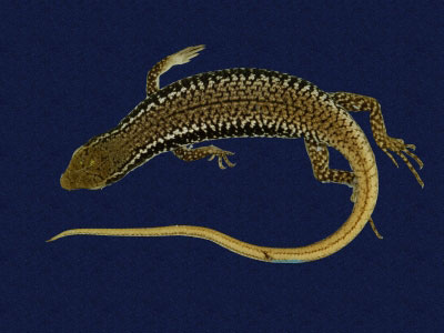 ƦƪԤBǦWG<em>Sphenomorphus incogicaudata</em><br>W١G츻h<br>^W١GSouth China forest skink