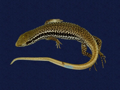 ƦƪԤBǦWG<em>Sphenomorphus incogicaudata</em><br>W١G츻h<br>^W١GSouth China forest skink