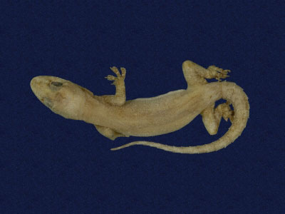 ƦƪԤBǦWG<em>Hemidactylus frenatus</em><br>W١G粪<br>^W١GCommon house gecko