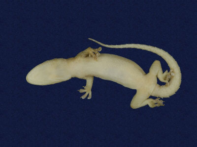 ƦƪԤBǦWG<em>Hemidactylus frenatus</em><br>W١G粪<br>^W١GCommon house gecko