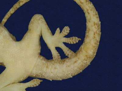 ƦƪԤBǦWG<em>Hemidactylus frenatus</em><br>W١G粪<br>^W١GCommon house gecko