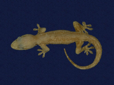 ƦƪԤBǦWG<em>Hemidactylus frenatus</em><br>W١G粪<br>^W١GCommon house gecko