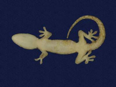 ƦƪԤBǦWG<em>Hemidactylus frenatus</em><br>W١G粪<br>^W١GCommon house gecko