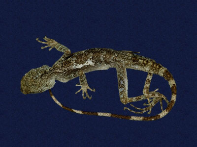 ƦƪԤBǦWG<em>Japalura swinhonis</em><br>W١G廨kh<br>^W١GSwinhoes tree lizard