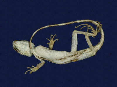 ƦƪԤBǦWG<em>Japalura swinhonis</em><br>W١G廨kh<br>^W١GSwinhoes tree lizard