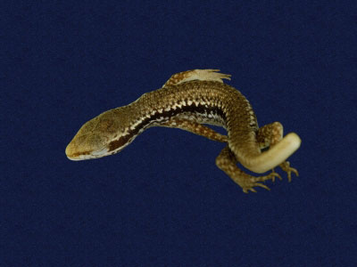 ƦƪԤBǦWG<em>Sphenomorphus incogicaudata</em><br>W١G츻h<br>^W١GSouth China forest skink