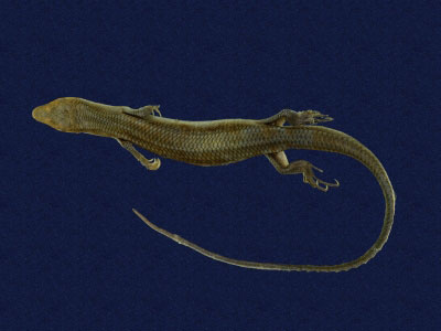 ƦƪԤBǦWG<em>Eumeces elegans</em><br>W١GRsl<br>^W١GElegant five-lined skink